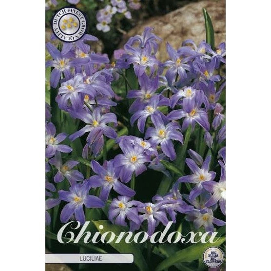 Vårstjärna Luciliae 20-pack